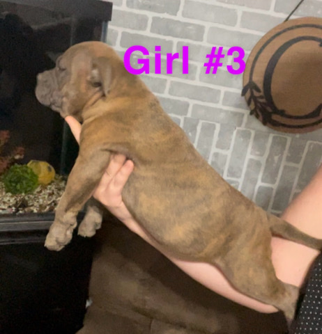 American Bully-Pocket