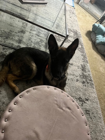 Old German Shepherd Dog – German Shepherd for sale