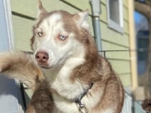 Alaskan husky  (Alaska) – North Liberty