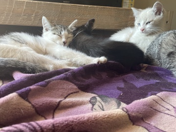 American Shorthair - kittens available for adoption in Chandler