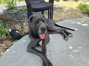Enoch Great Dane looking for a new Home