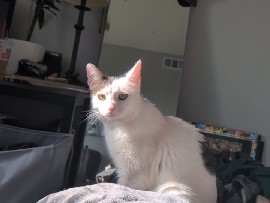 American Shorthair – Misty – Los Angeles