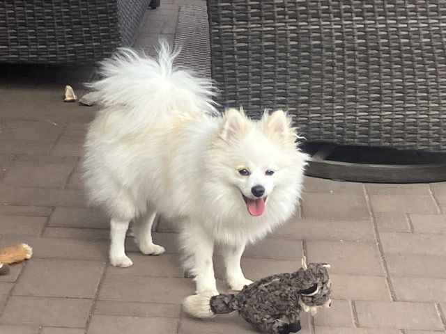 Pomeranian – Friendly & Trainded - White Pomeranian – Congress