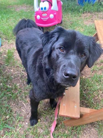 Newfoundland – Newfoundland Mix