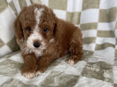 Poodle – Milo – Parkland