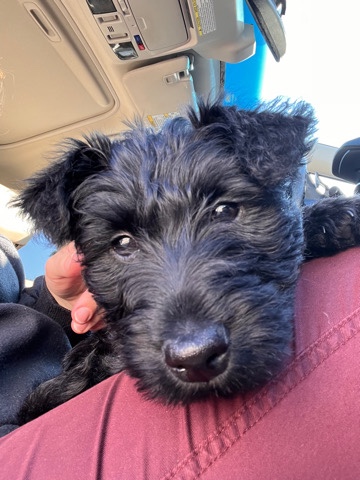 Scottish Terrier – Scottish Terrier Male Not neutered great dog