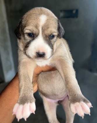 Dog