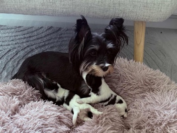 Yorkshire Terrier - Yorkshire terrier  available for adoption in Oxford