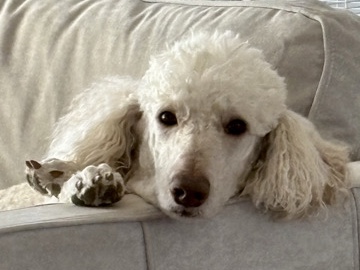 Poodle – well trained standard poodle – Newport