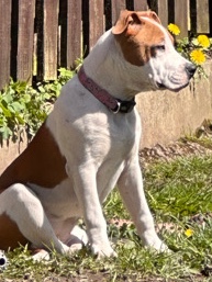 American Staffordshire Terrier – 6 month old Stafford mixed American bulldog for sale