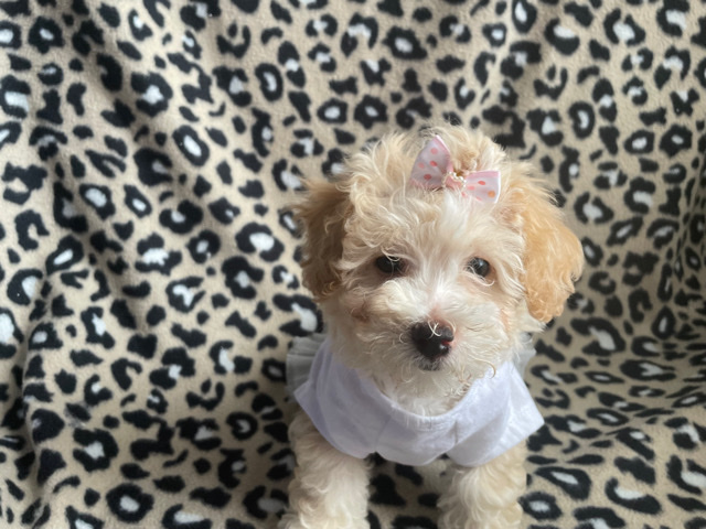 Rehome Toy Poodle/ Maltipoo Puppies