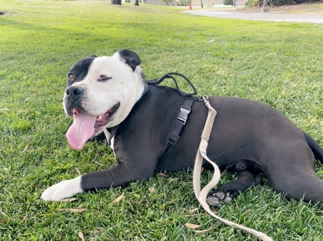 American Pit Bull Terrier – Pitbull/American Bully – Las Vegas
