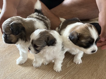 Mixed Breed - puppies  available for adoption in Arlington Heights