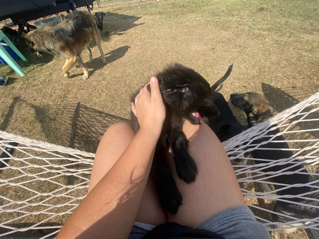 selling these cute pups!