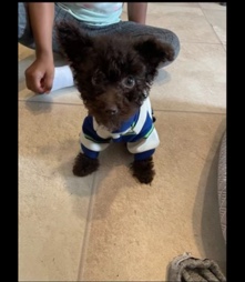 Poodle – Java (toy poodle)