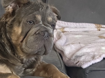 French Bulldog – Free to a good home – Cardiff
