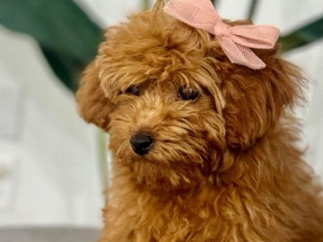 Poodle – Toy poodle – Mission