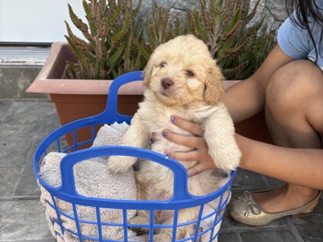 Maltipoo – Maltipoos – Fontana