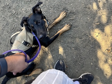 rehome – Whittier
