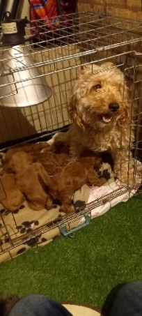 English Cocker Spaniel – toy cockapoo puppies