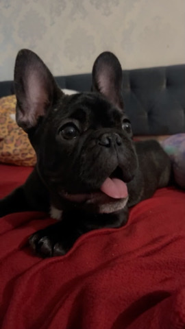 Male French bulldog