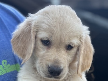 Golden Retriever – Golden Retriever Pups AKC registered – Rosenberg