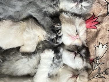 Persian (Modern) – persian kittens – Chantilly