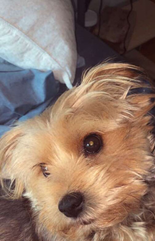 Yorkshire Terrier – Henry text ***