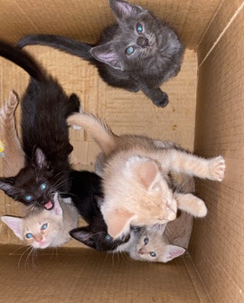 American Wirehair – kittens rehome