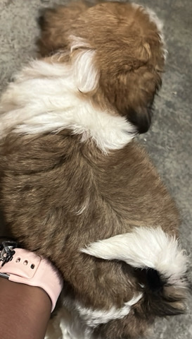 Shih Tzu – shiThzu