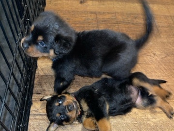 Rottweiler – Rotty puppies – Chandler