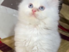 Persian (Modern) - cute cat paraion breed  available for adoption in New Delhi