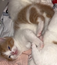 British Shorthair – White and ginger Kitten