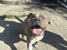 American Pit Bull Terrier – Pit bull terrier looking for new home – Grand Rapids