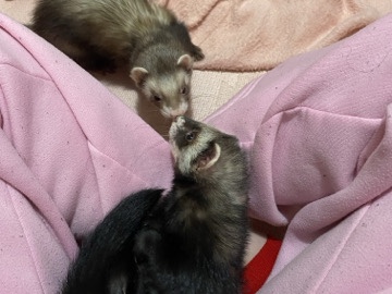 Bonded Female Ferret Pair – Hollister