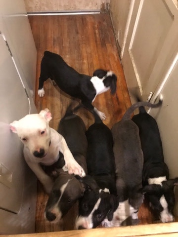 American Pit Bull Terrier – Blue Bully Pups
