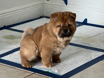 chow pups 