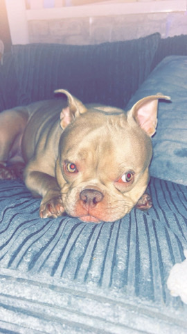 American Bulldog – micro bully pup 🩷