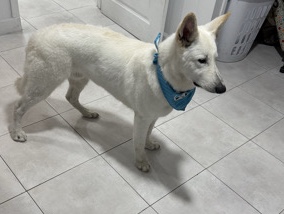 German Shepherd – 🐶 Perro en adopción responsable – Miami, FL – Miami