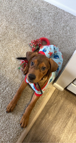 Rhodesian Ridgeback – Rhodesian ridgeback mix