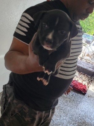 American Pit Bull Terrier – Pit Bull Puppies