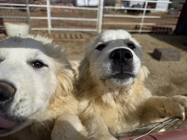 Great Pyrenees