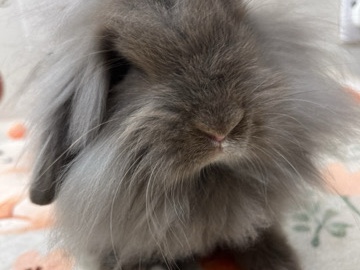Lionhead – 12 week old chocolate lionhead doe – Bradford
