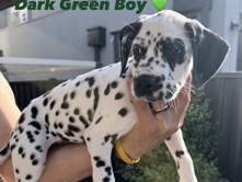 Dalmatian – price reduced Purebred Dalmatian 💚 Dark Green Boy – Avondale Heights