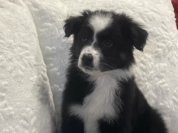 Australian Shepherd – 🐾Border Collie x Australian Shepherd Puppy🐾 – Pleasanton