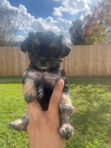 morkies