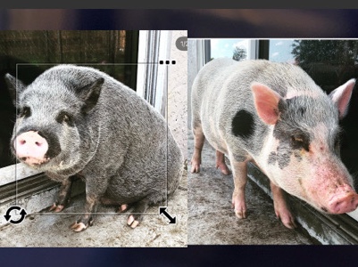 Pig – Two Adult Mini Pigs – Cape Coral