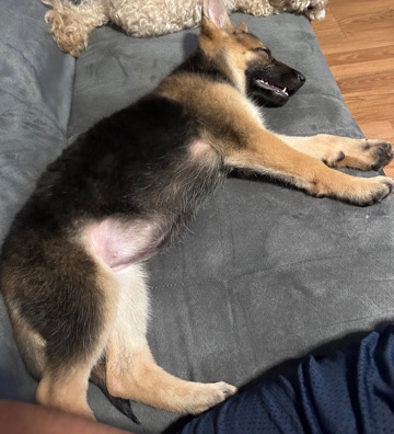 German Shepherd – storm