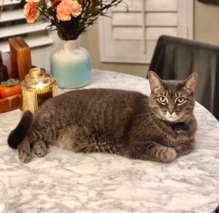 American Shorthair – Rehome of domestic shorthair cat (Sarah)