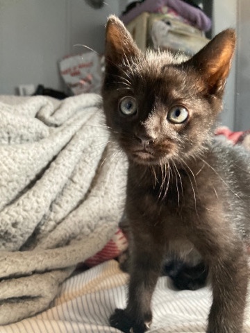 American Shorthair – 2 boy black kittens 7 weeks
